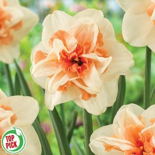 Apricot Jelly Daffodil Thumbnail